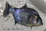 Blue Diamond Piranha 10"-12"
